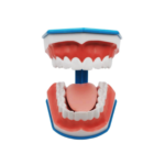 Macromodelo Dental Con Cepillo y Lengua