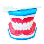 Macromodelo Dental Con Cepillo y Lengua