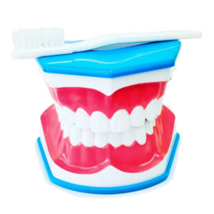 Macromodelo Dental Con Cepillo y Lengua