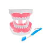 Macromodelo Dental con Cepillo