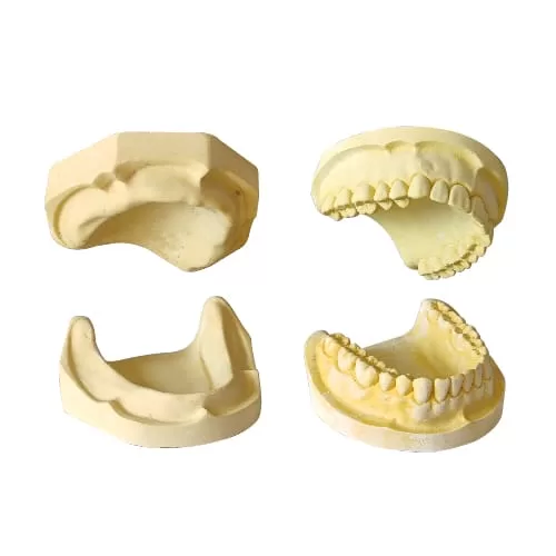 Modelo de Yeso Para Estudio - Variedad a Elección