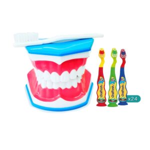 Macromodelo de boca educativo grande con lengua y cepillo grande + 24 cepillo Oralfresh Kids 5 años y más