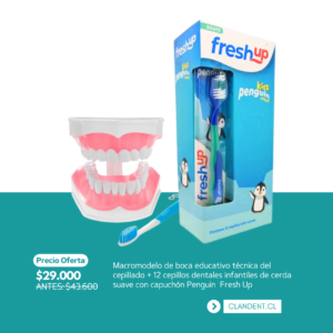 Macromodelo de boca educativo técnica del cepillado + 12 cepillos dentales infantiles de cerda suave con capuchón Penguin  Fresh Up - Importacion